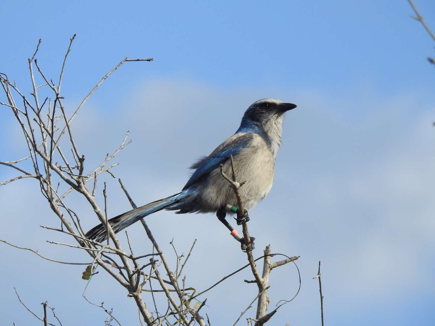 Imagem de Aphelocoma coerulescens (Bosc 1795)