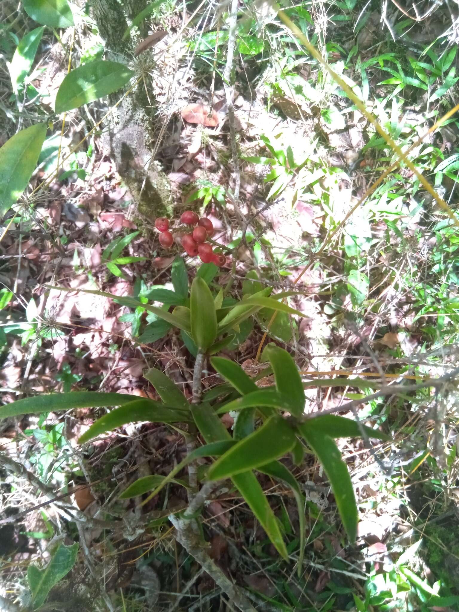 Слика од Dracaena reflexa Lam.