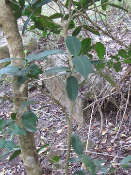 Image of Chionanthus foveolatus subsp. foveolatus