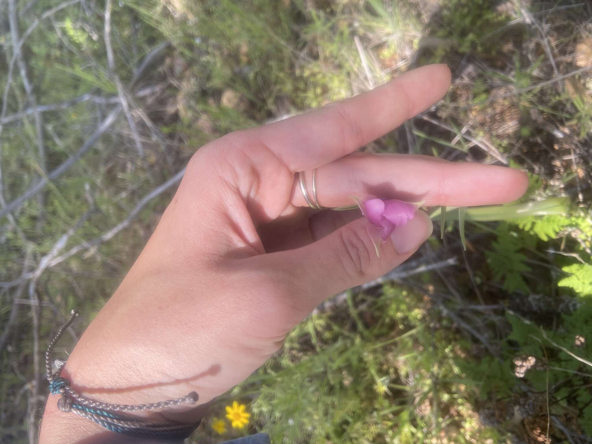 Image de Calochortus amoenus Greene