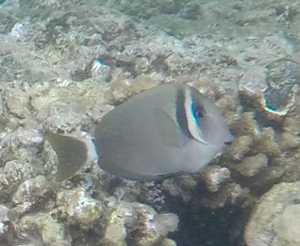 Imagem de Acanthurus leucopareius (Jenkins 1903)