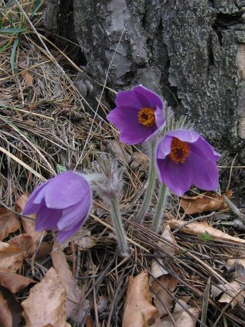 Image of pasqueflower