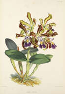 Image of Orchid