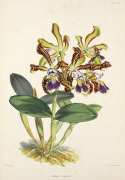 Image of Orchid