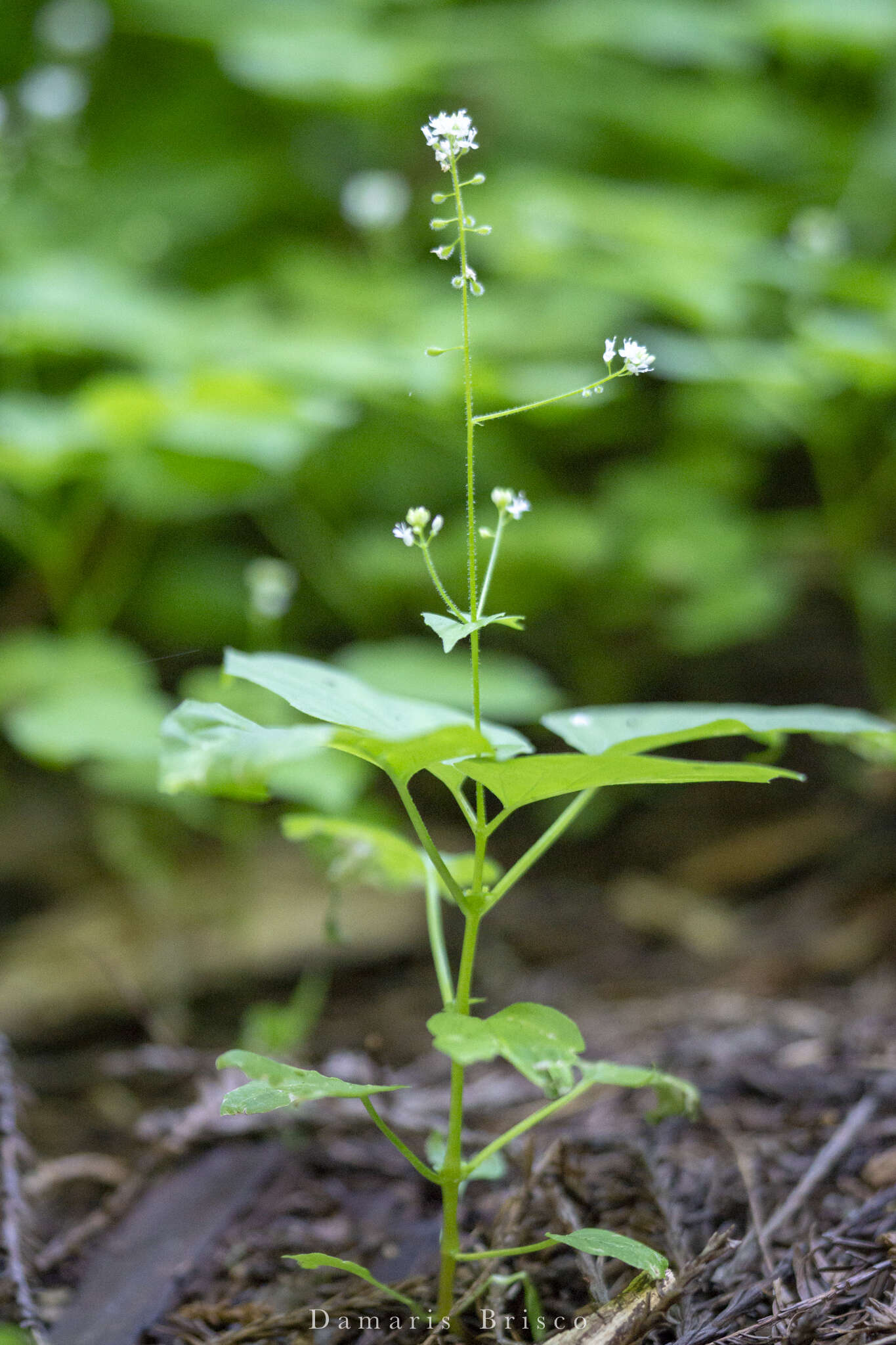 Image of small enchanter's nightshade