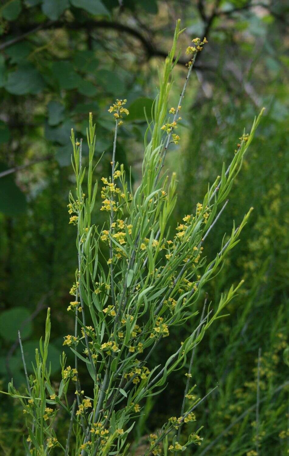 Image of Osyris alba L.