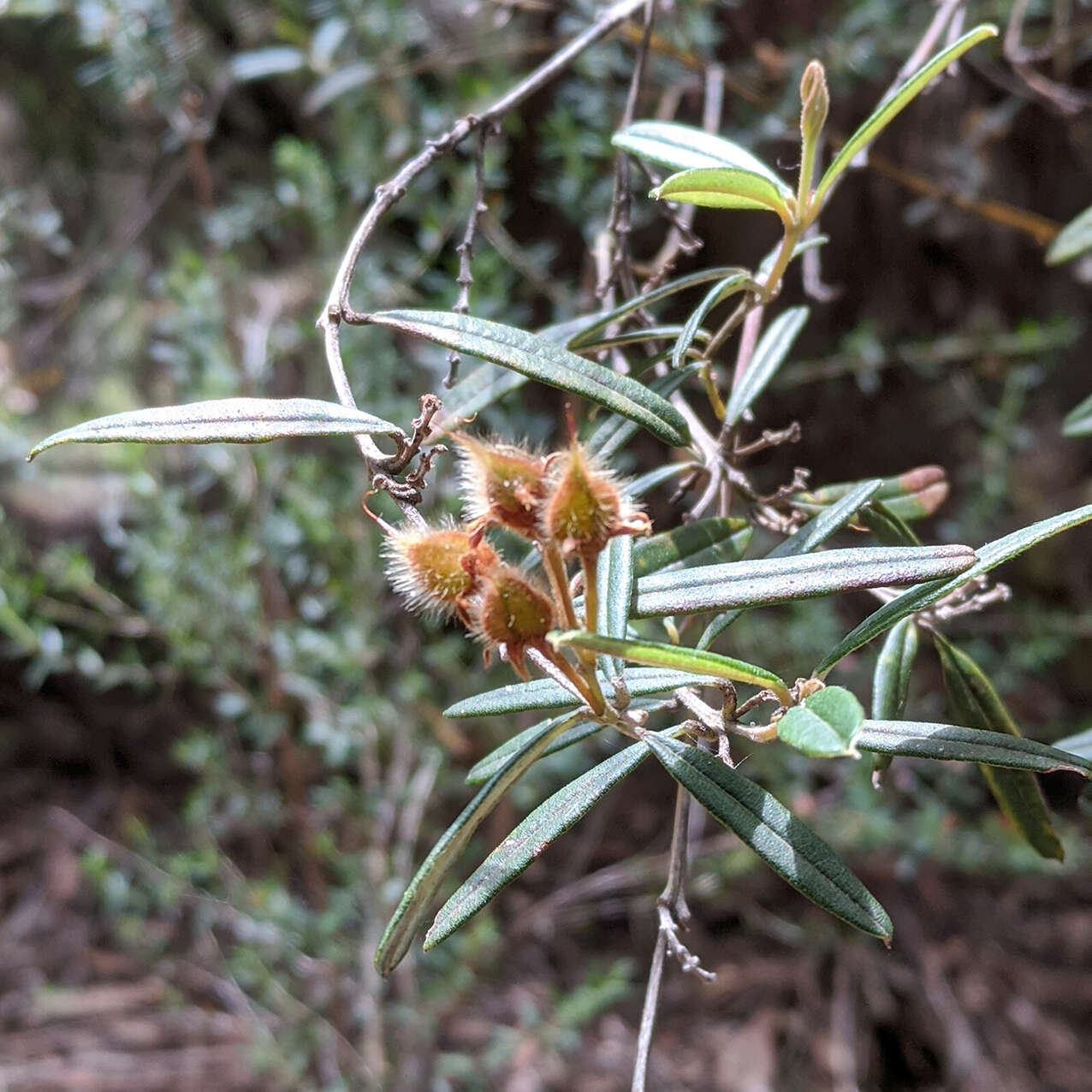 Image of Oxylobium arborescens R. Br.