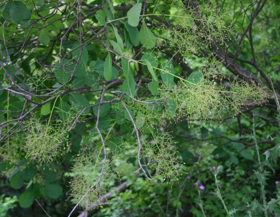 Image of European smoketree