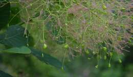 Image of European smoketree