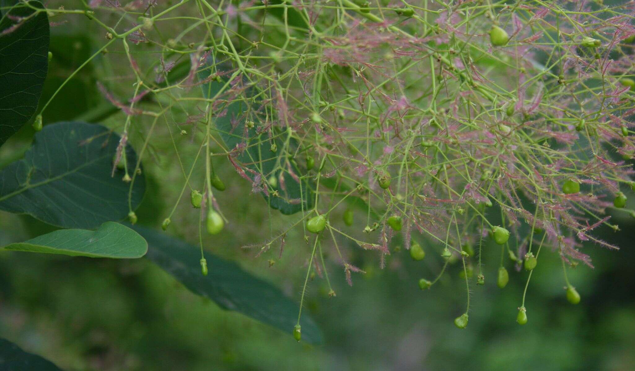 Image of European smoketree