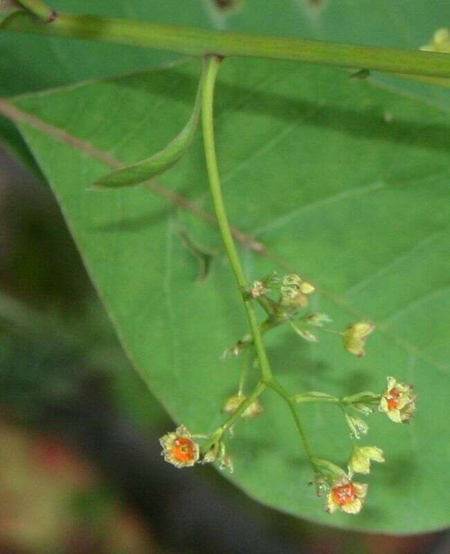 Image of European smoketree