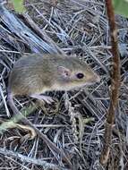 Image of Hispid Pocket Mouse