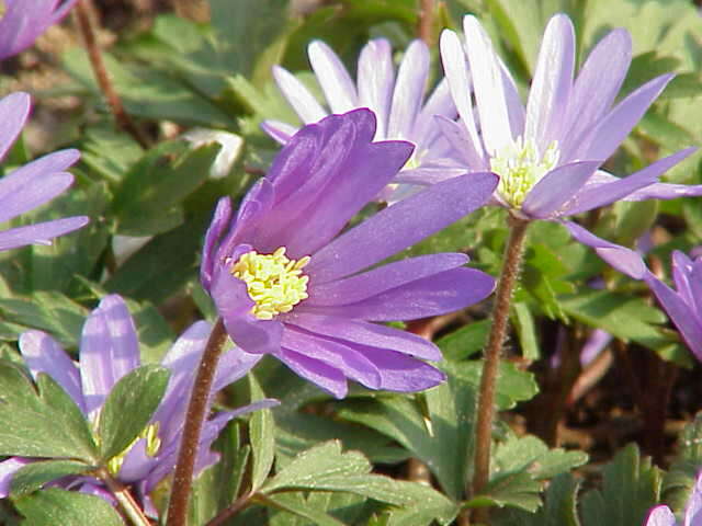 Image of Balkan Anemone