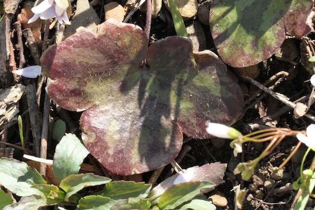 Image of roundlobe hepatica