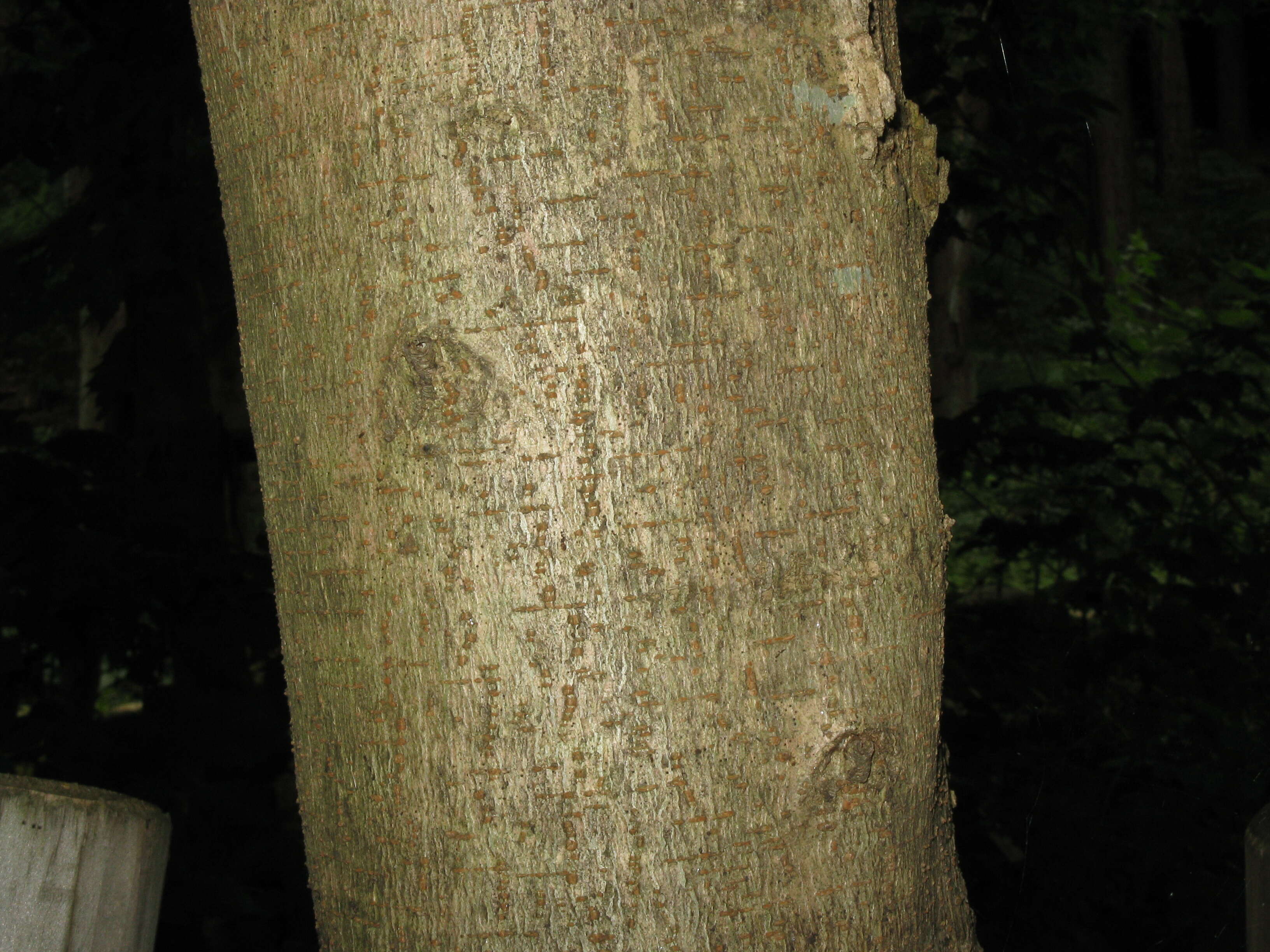 Image de Érable à feuille de vigne