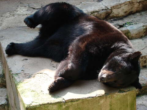 Image of American Black Bear