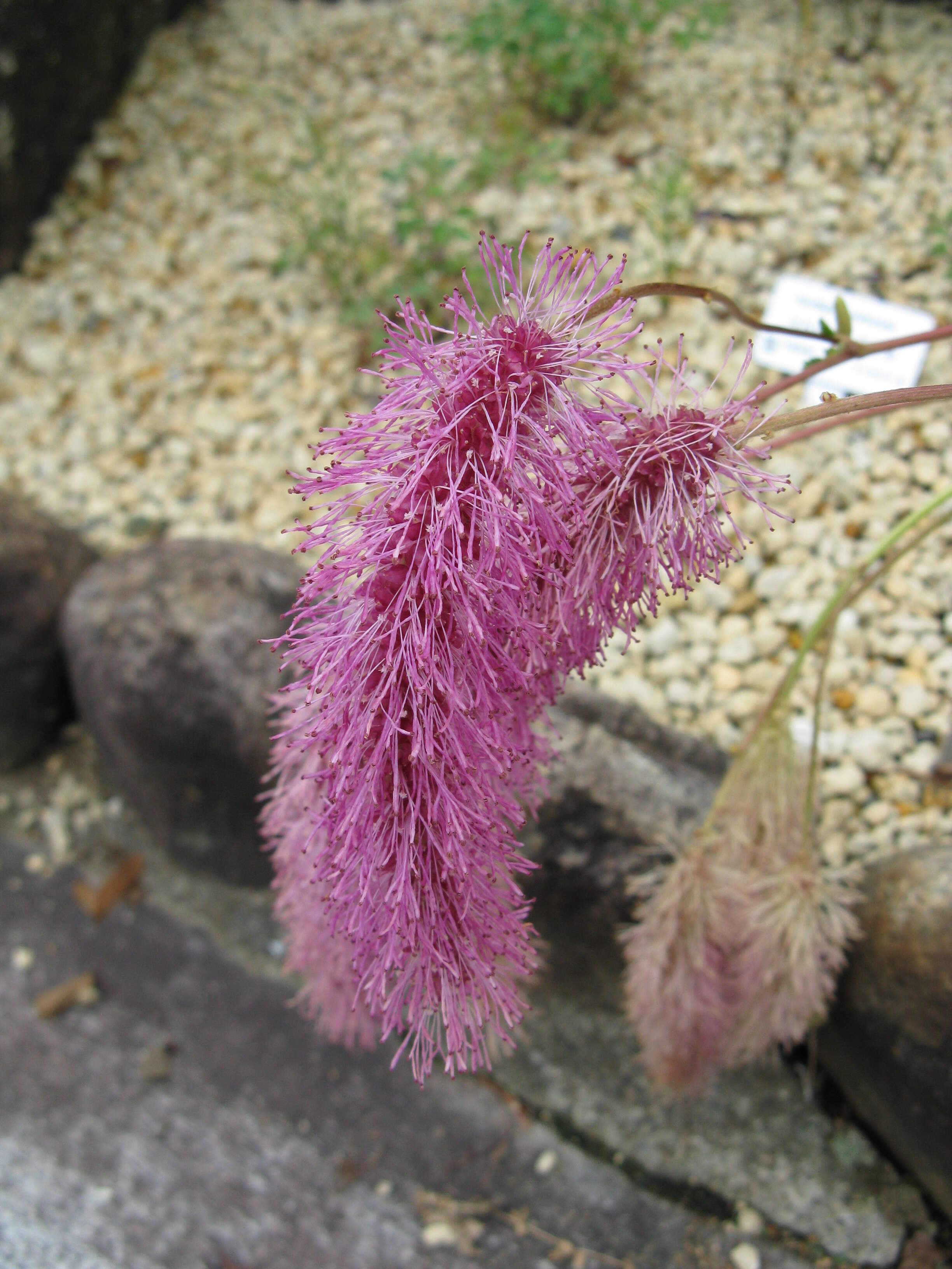 Слика од Sanguisorba hakusanensis Makino