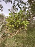Image of Banksia mistletoe