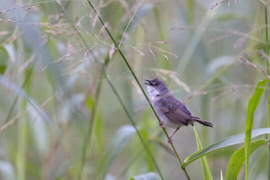 Image of Whistling Cisticola