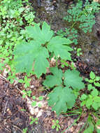 Image of American Cow-Parsnip