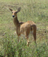 Image of Bohor Reedbuck