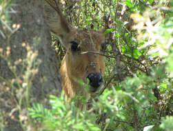 Image of Bohor Reedbuck