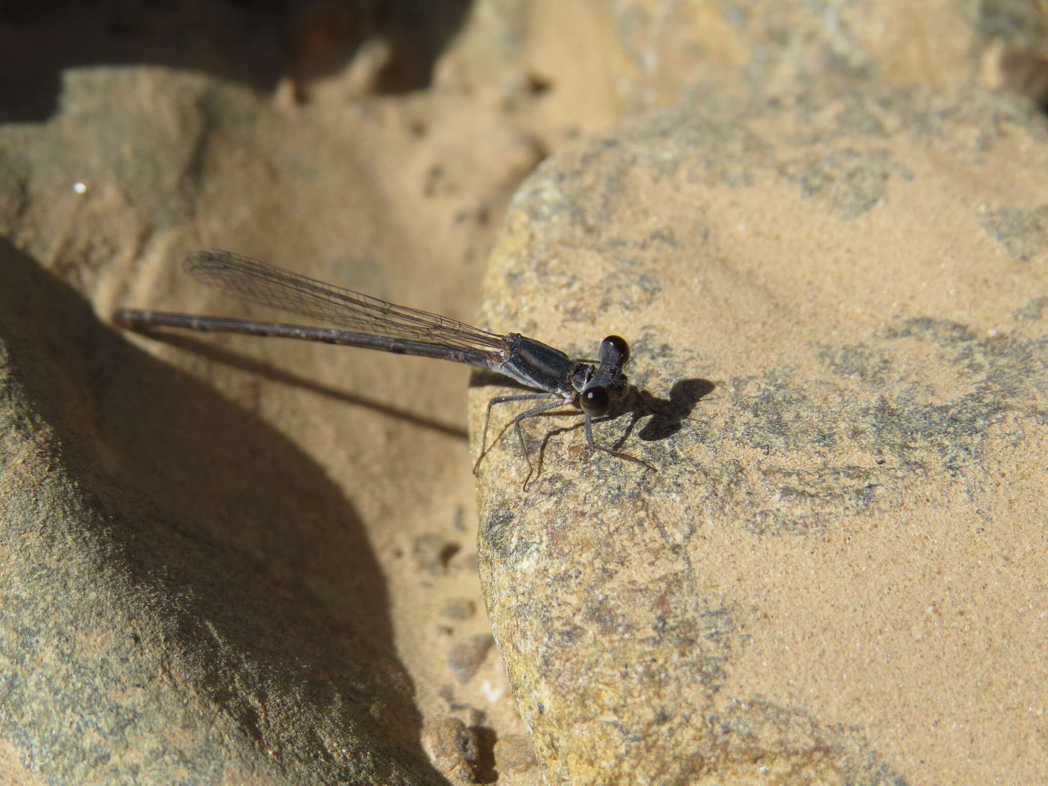 Image of Arabineura khalidi (Schneider 1988)