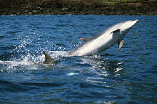 Image of Bottlenose Dolphin