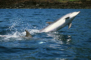 Imagem de Tursiops Gervais 1855