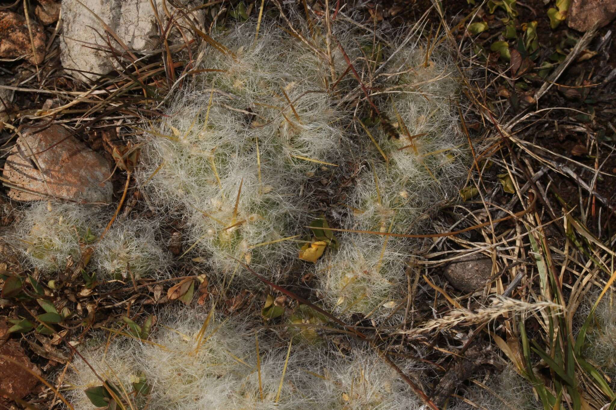 Plancia ëd Austrocylindropuntia floccosa (Salm-Dyck) F. Ritter