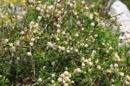 Image of alfalfa dodder