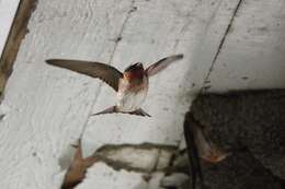 Image of American Cliff Swallow