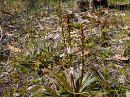 Image of Stylidium crassifolium R. Br.