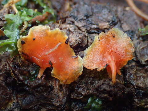 Image of Hygrocybe aphylla Læssøe & Boertm. 2008