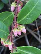 Lyonia lucida (Lam.) C. Koch resmi