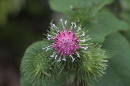 Image of greater burdock