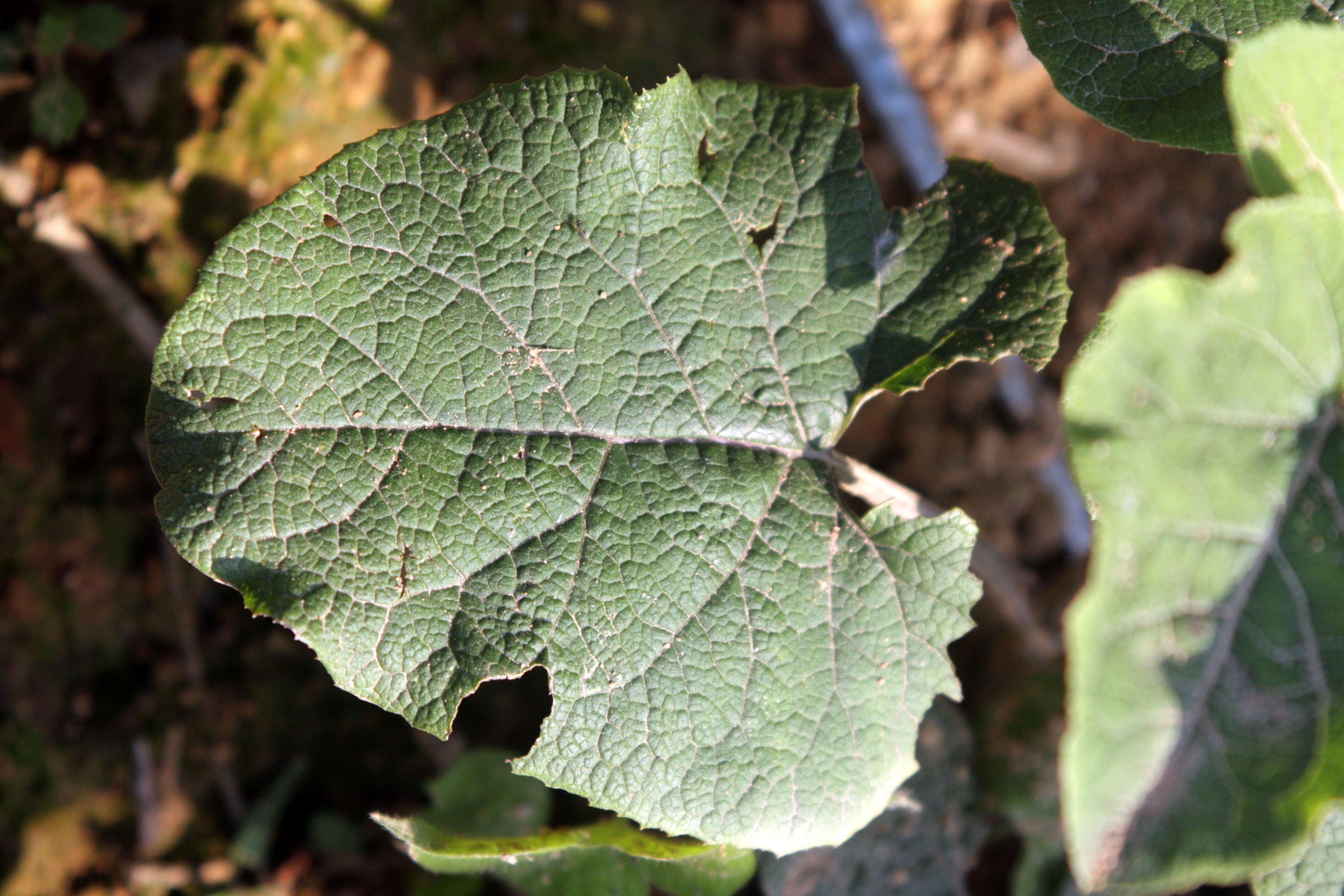 Image of greater burdock