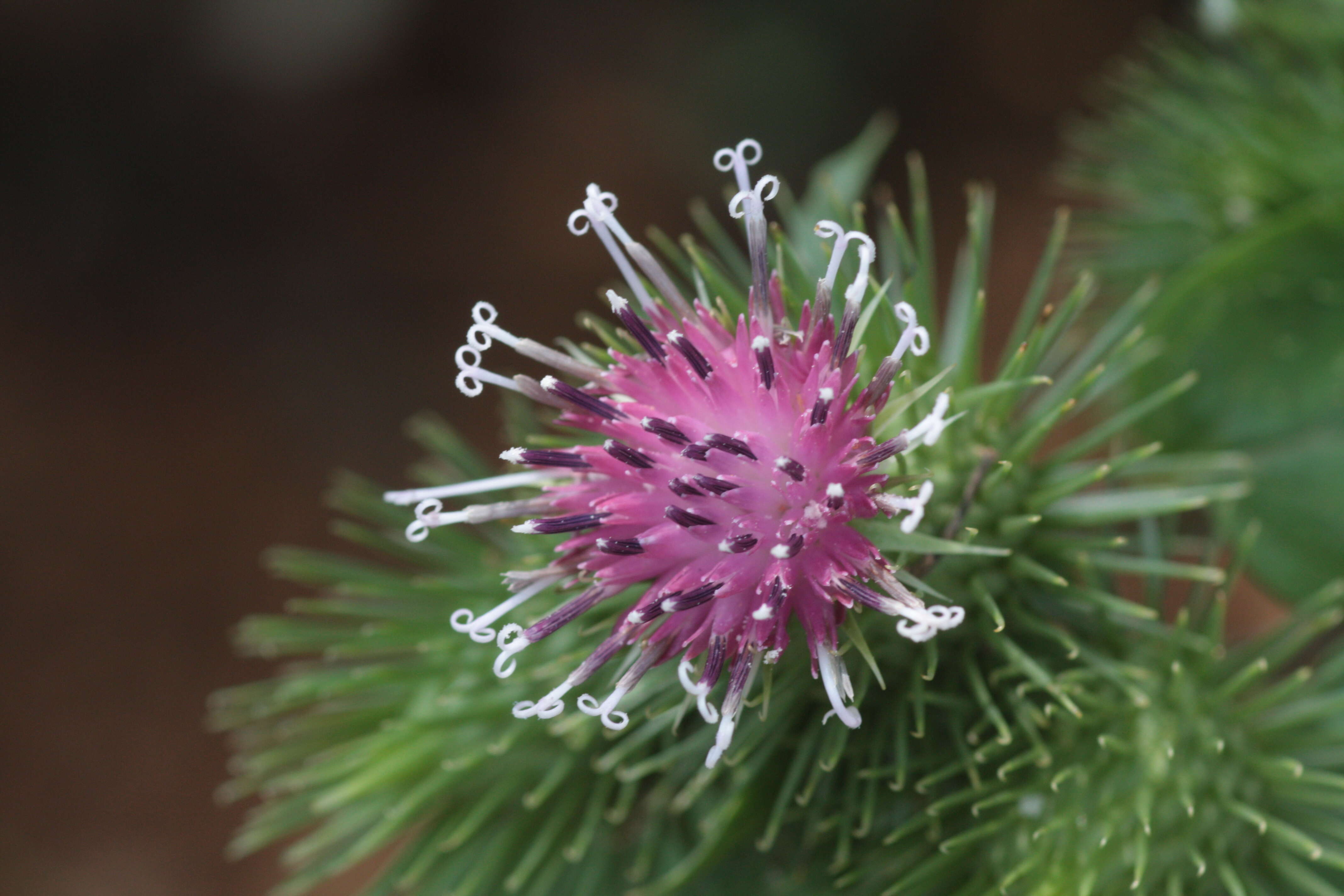 Image of greater burdock