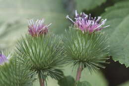 Image of greater burdock