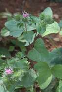 Image of greater burdock