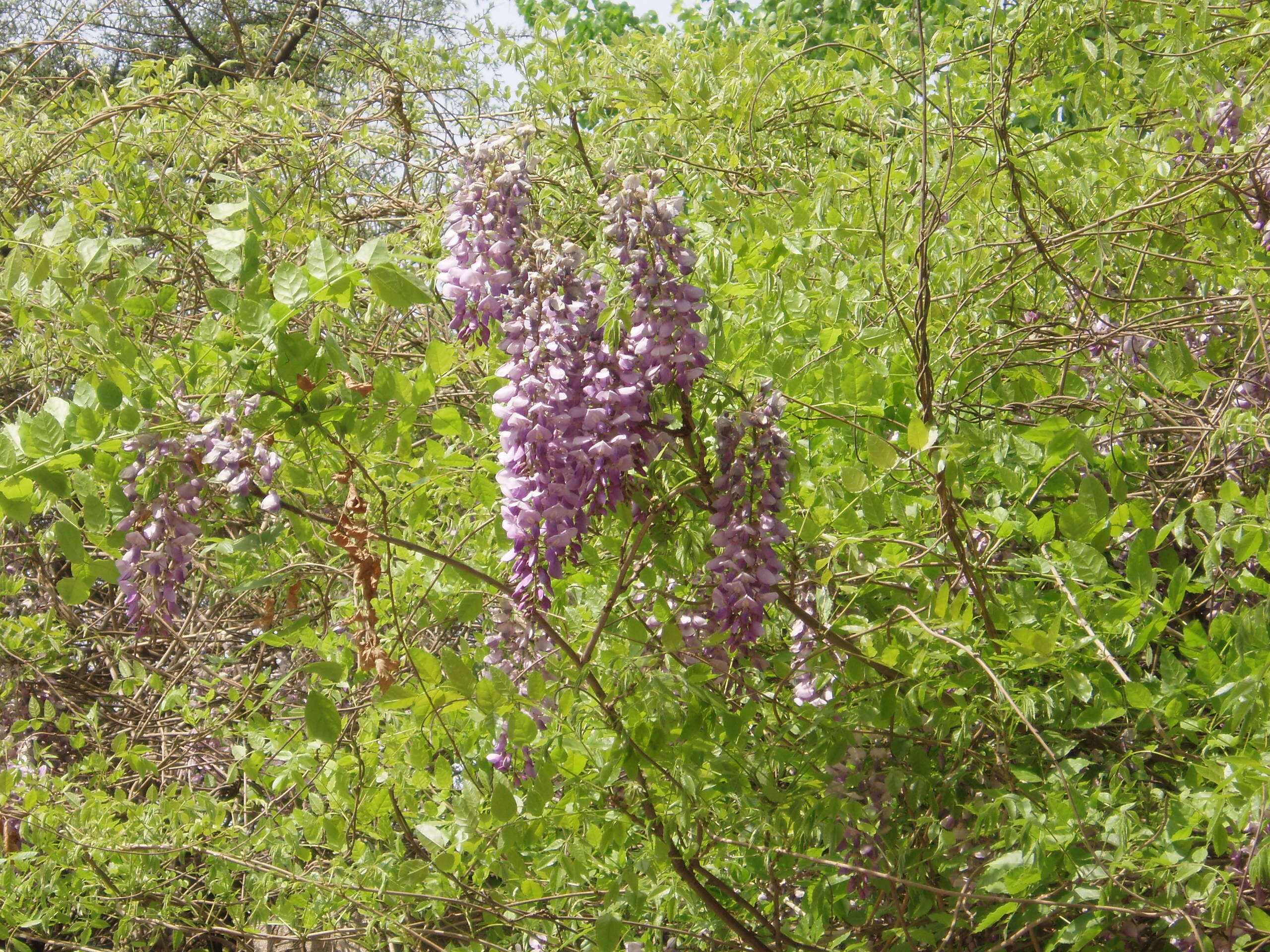 Image de Wisteria sinensis (Sims) Sweet