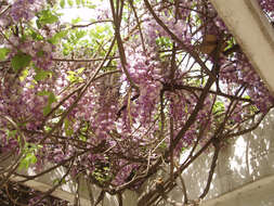 Image de Wisteria sinensis (Sims) Sweet