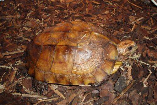 Image of Keeled box turtle