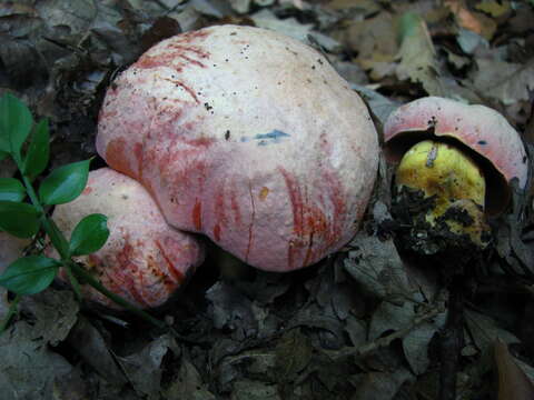 Image of wolf bolete