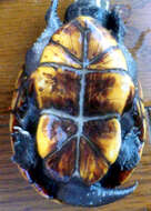 Image of Striped Mud Turtle