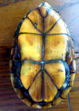 Image of Striped Mud Turtle