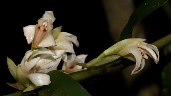 Image of Maxillaria embreei Dodson