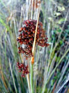 Image of spiny rush