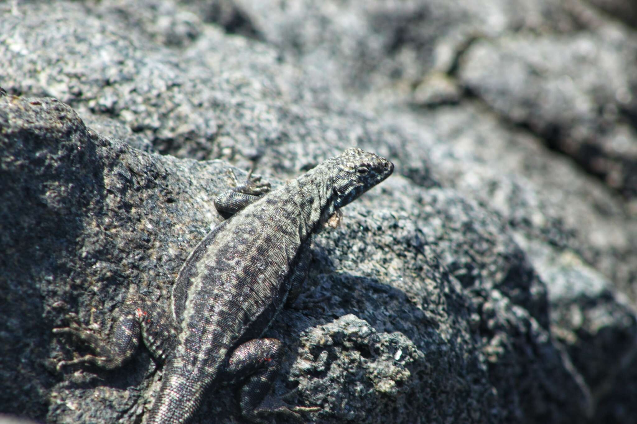 Слика од Microlophus atacamensis (Donoso-barros 1960)