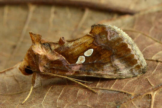 Image of Cutworm